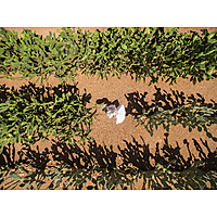 Garden at Babylonstoren image